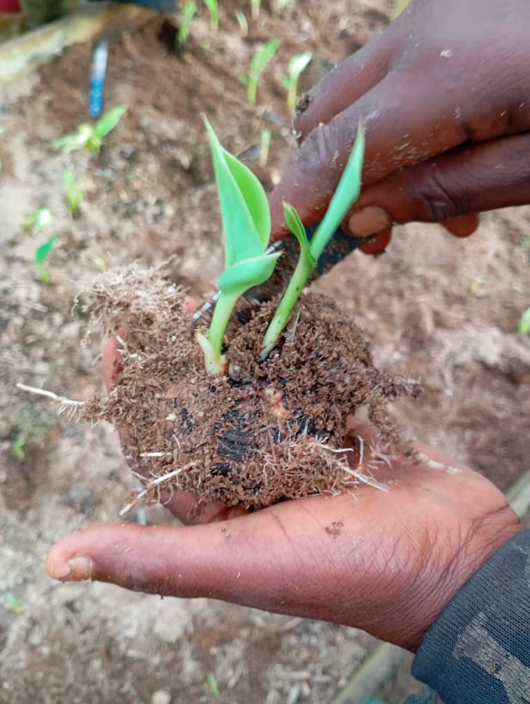 Première année agricole